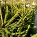 Smrek obyčajný (Picea abies) - výška 80-120 cm, kont. C20L
